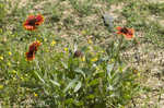 Firewheel <BR>Indian Blanket